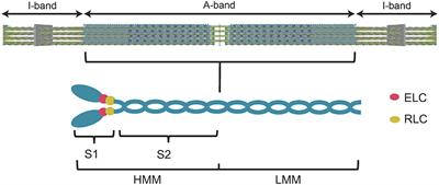 Modulating Beta-Cardiac Myosin Function at the Molecular and Tissue Levels